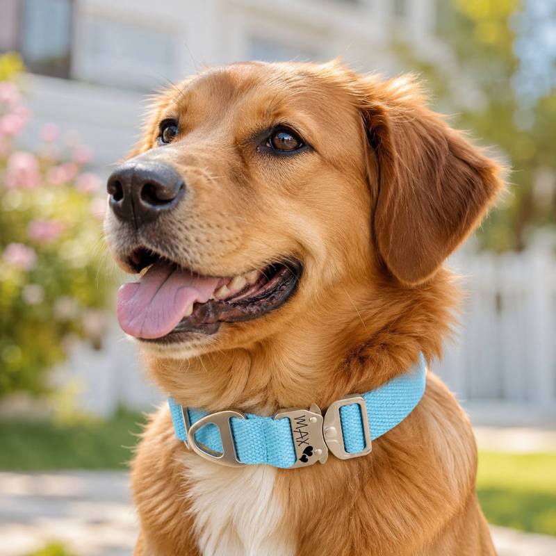 Custom Tactical Dog Collar - F - Outdoor Adventure Vector ulasan dan harga